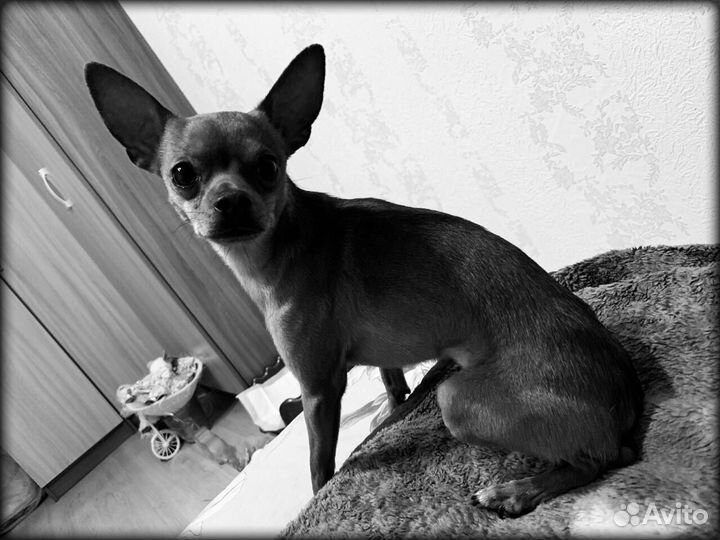 Русский той-терьер для вязки