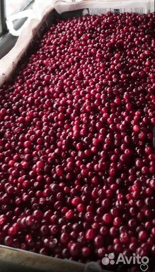 Брусника,ягода