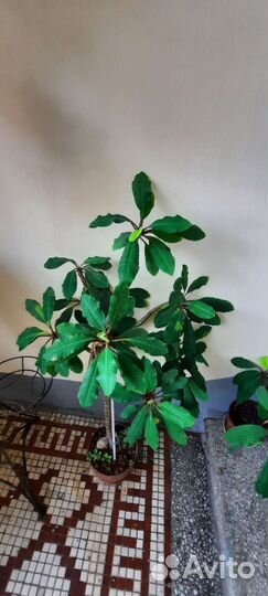 Молочай гребенчатый эуфорбия