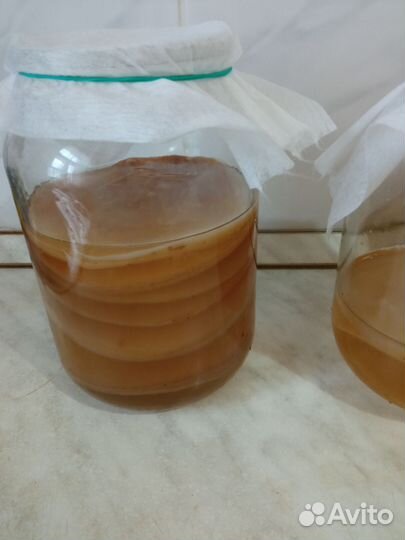 Чайный гриб