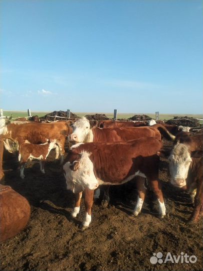 Коровы,Телки породы герефорд,лошади,крс