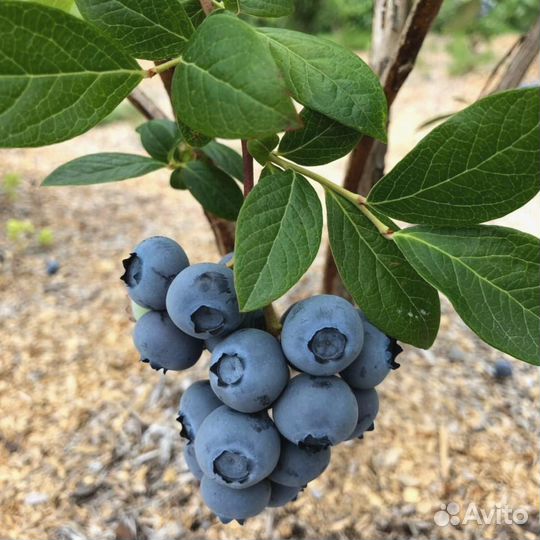 Голубика.Сорт Река 5 лет