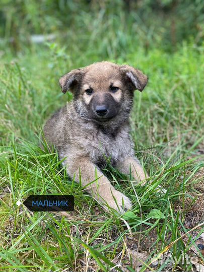 Щенки бесплатно