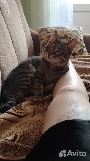 Кот в добрые руки
