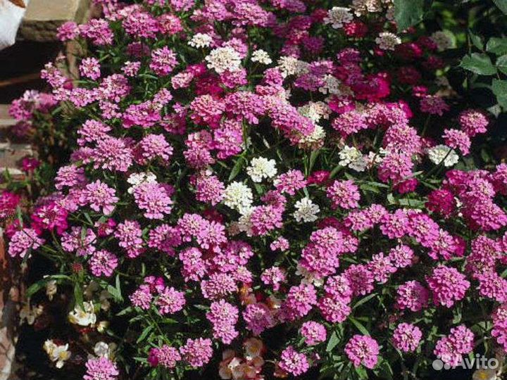 Семена цветов(Голландия,Америка)