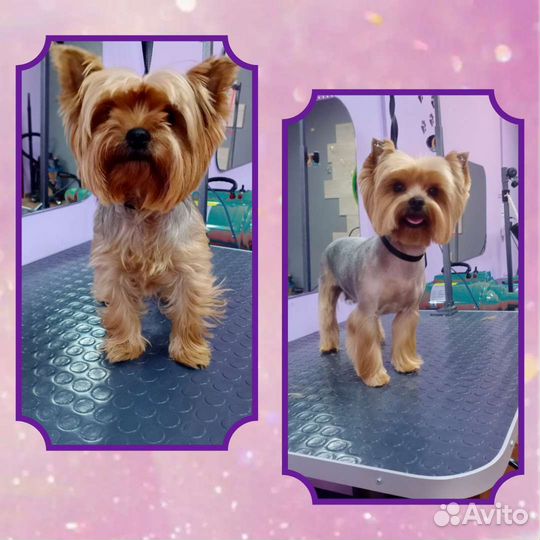 Стрижка собак и кошек/Груминг