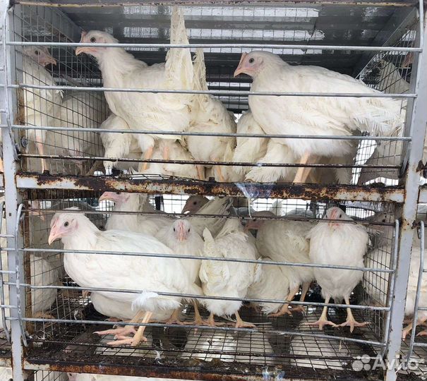 Белые несушки)