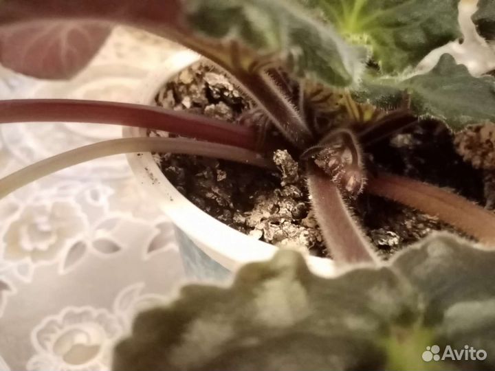 Фиалка в горшках