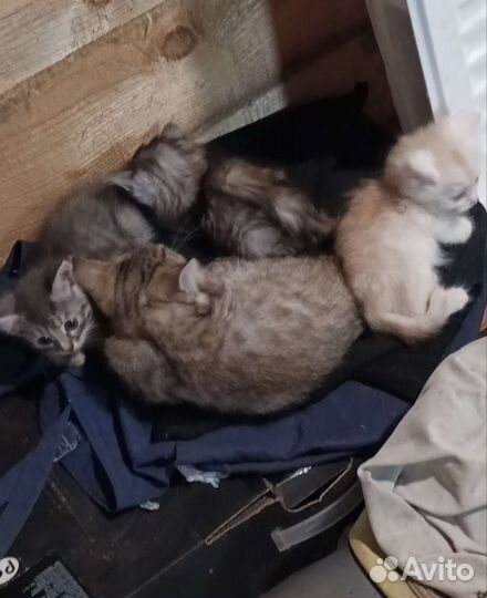 Котята в добрые руки