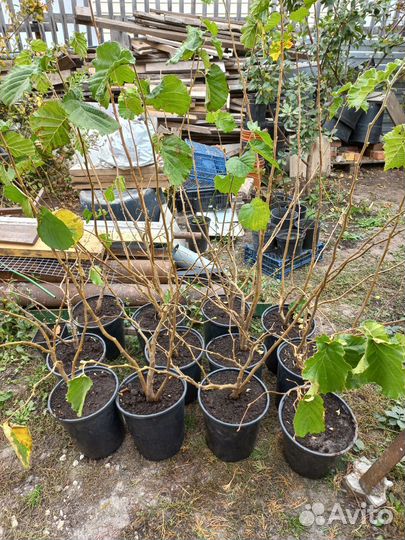 Фундук в зкс