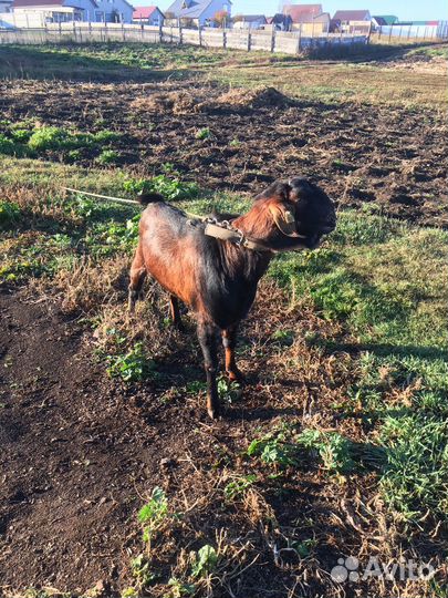 Козел для вязки