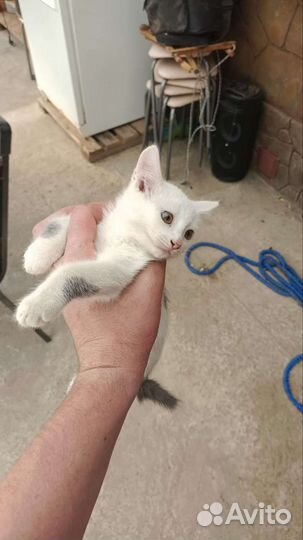 Котята мышеловки