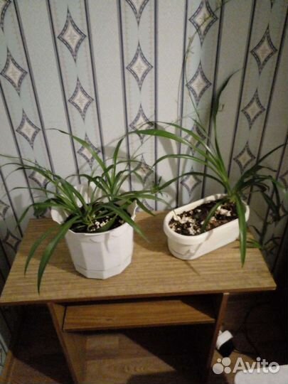 Хлорофитум.продаю без горшков.цена за штуку