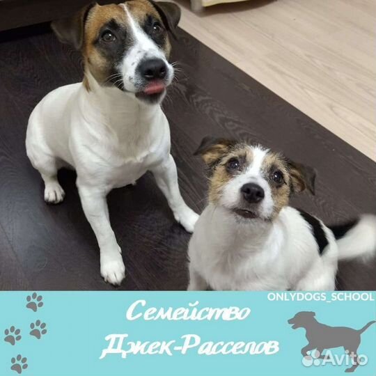 Дрессировка.Кинолог.Зоогостиница.Передержка