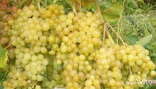 Виноград