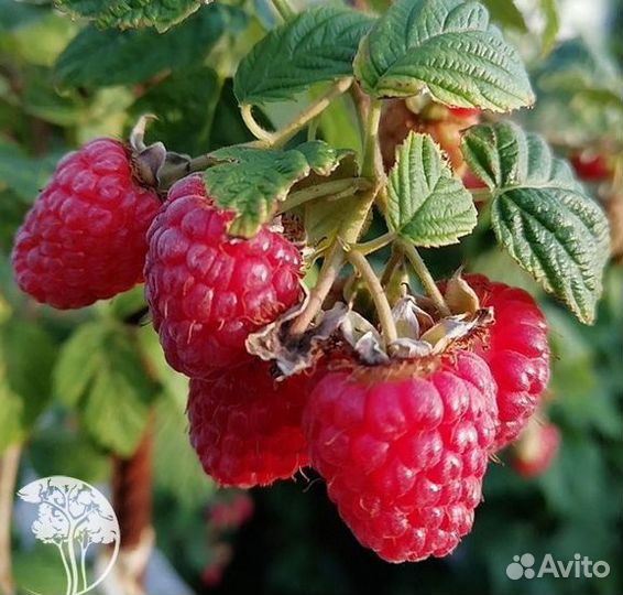 Малина саженец Красная Королева