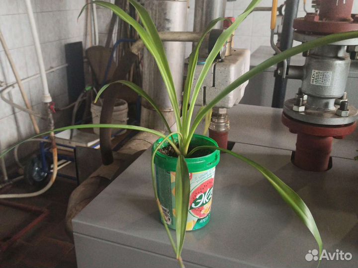 Гибискус,герань,хлорофитум