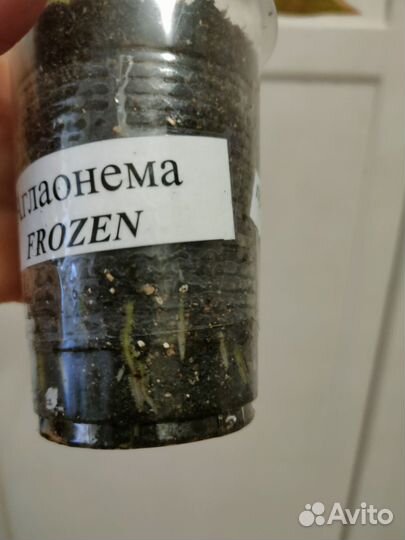 Аглаонема Frozen (Фрозен)