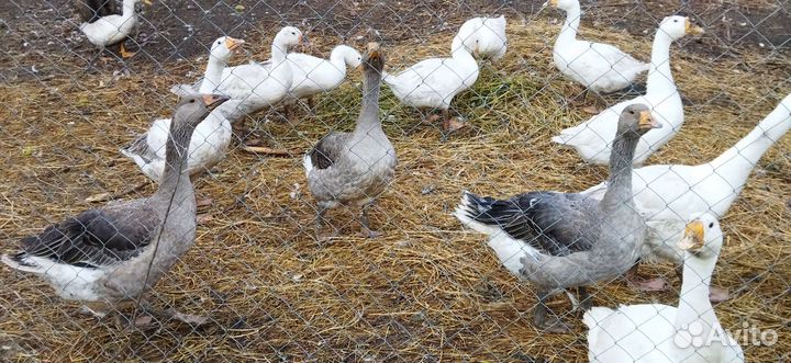 Утки и гуси