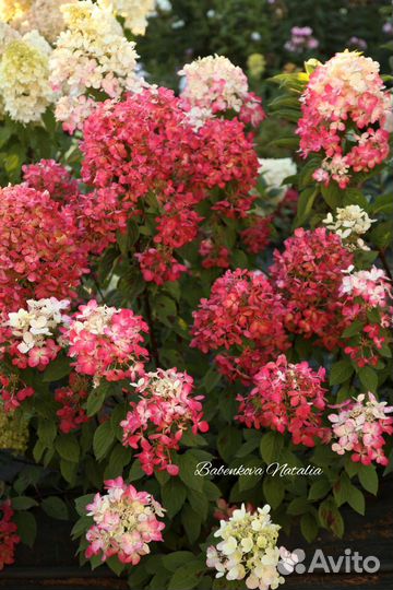 Красные гортензии