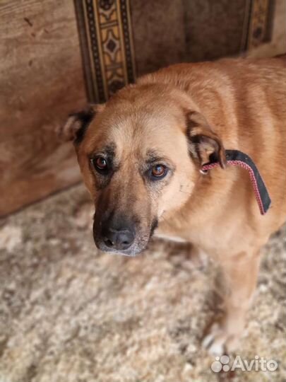 Собака хочет домой