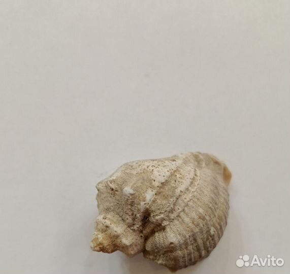 Ракушки с чёрного моря