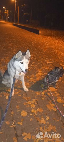 Дрессировка собак