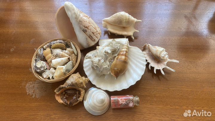 Морские ракушки раковины