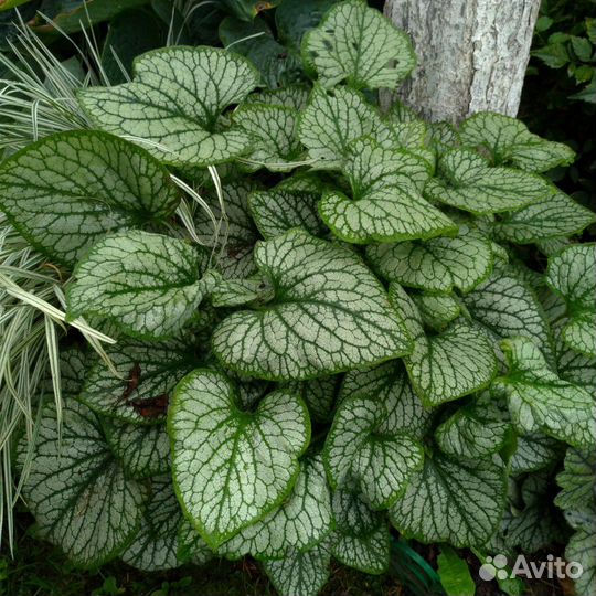 Многолетние растения