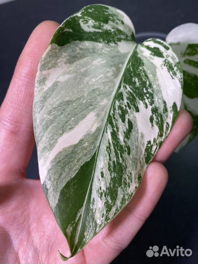 Монстера вариегатная альба