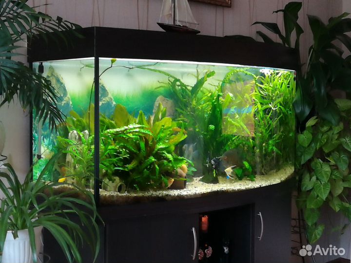 Аквариумы