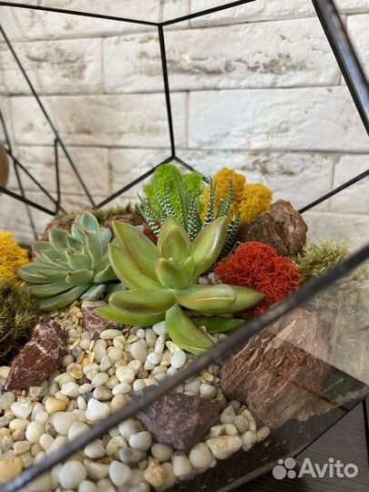 Флорариум подарок 1 сентября