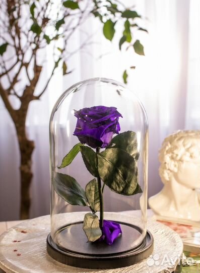 Роза в колбе