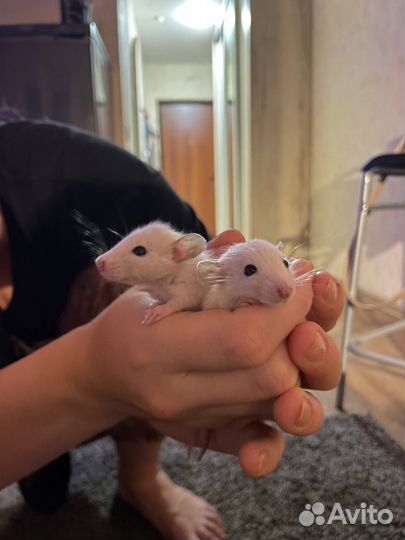 Крысы дамбо сиамские