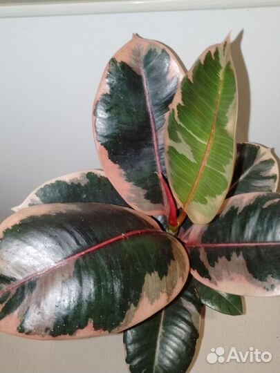 Фикус эластика белиз