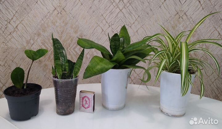 Замиокулькас Сансевиерия Хлорофитум