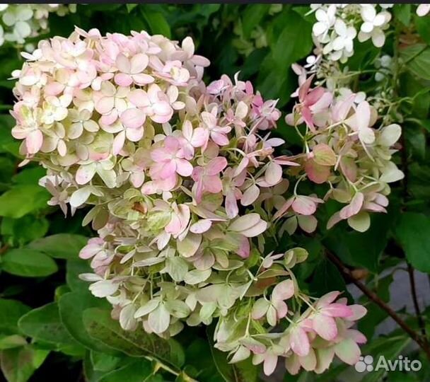 Гортензия метельчатая