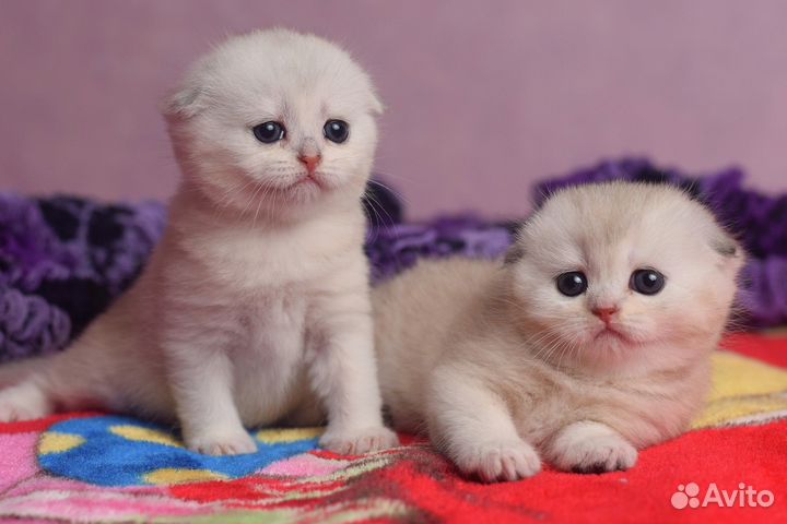 Шотландские вислоухие котята