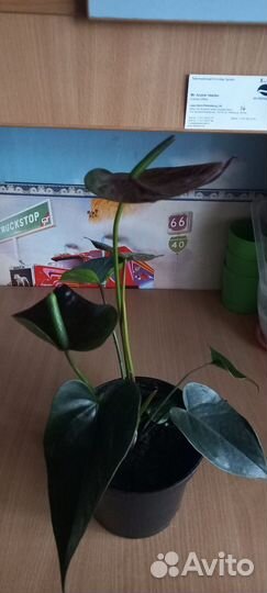 Комнатные растения