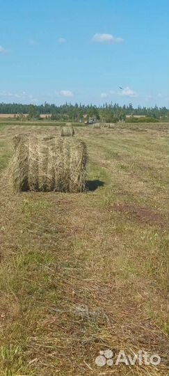 Сено в рулонах 2023