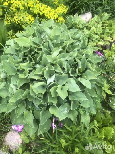 Хоста - разные виды