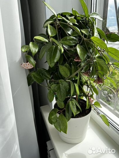 Хойя взрослая