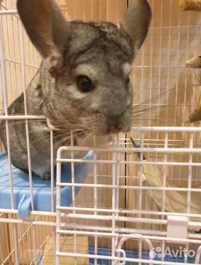 Серебристая шиншилла