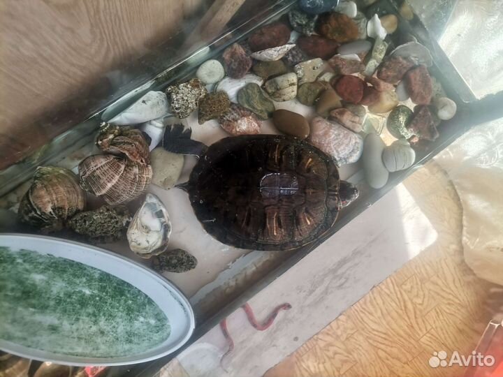 Красноухая черепаха отдать вместе с аквариумом