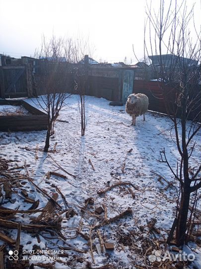 Баран, овца