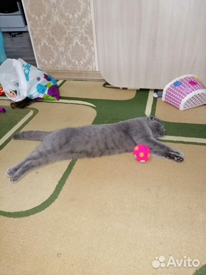Котик на вязку