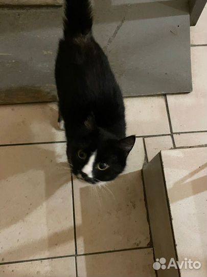 Чернышок ждёт дом