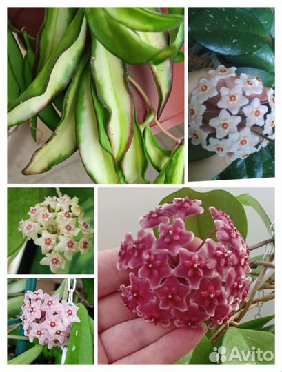 Хойи разные