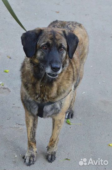 Собака в добрые руки