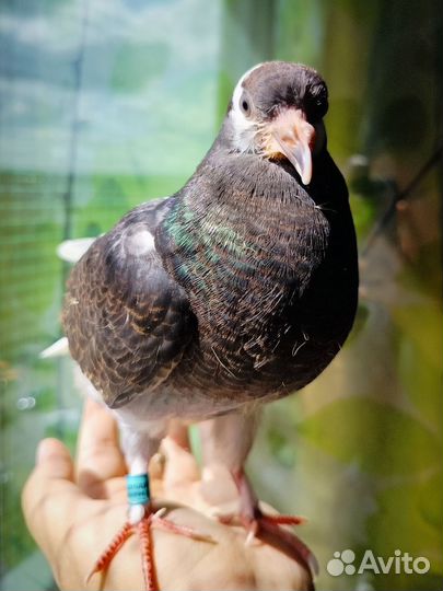 Ручной птенец голубя